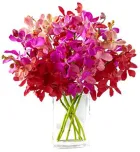 online orchids to philippines