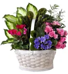 send mothers day plants to philippines