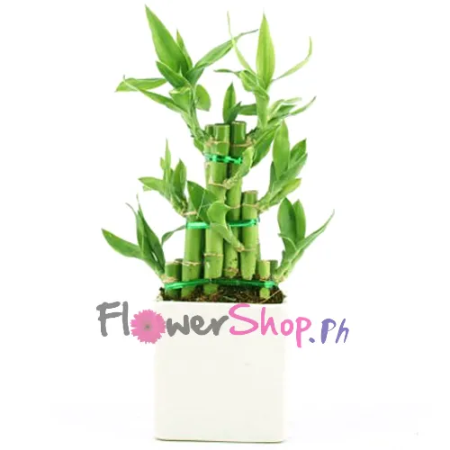 send delight lucky bamboo plant to philippines