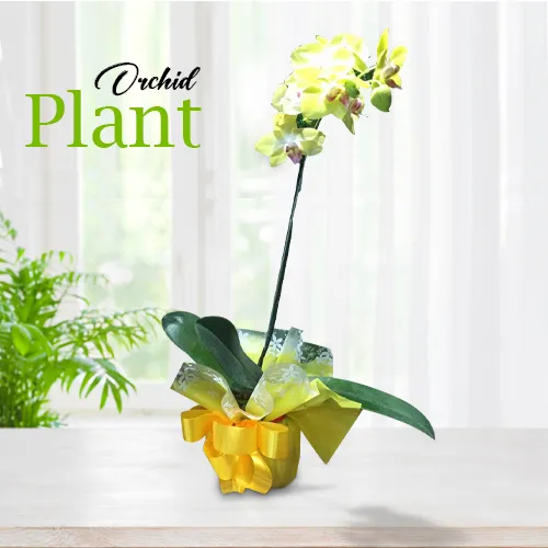 Plant Delivery Philippines - Orchid Plants