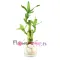 send elegant lucky bamboo plant to philippines