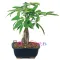 send money tree bonsai plant to philippines