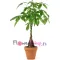 send braided money tree to philippines